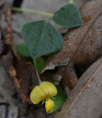 Dunbaria punctata