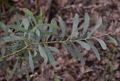Acacia hemignosta