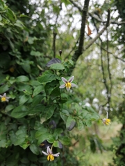 Solanum brevifolium