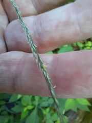 Muhlenbergia tenuiflora