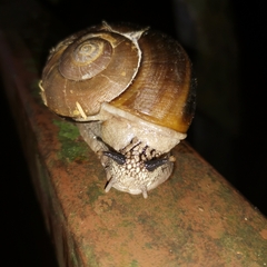 Cryptozona menglunensis