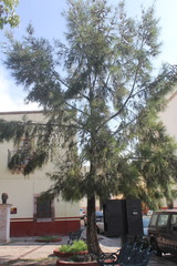 Casuarina equisetifolia