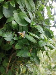 Solanum brevifolium