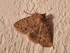 Autophila cataphanes