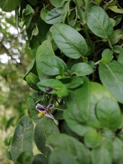 Solanum brevifolium