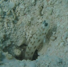 Ctenogobiops feroculus