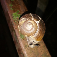 Cryptozona menglunensis