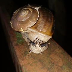 Cryptozona menglunensis