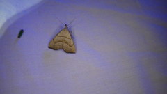 Macrochilo litophora