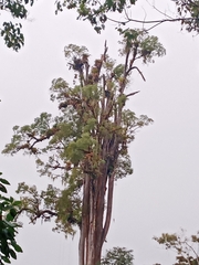 Ulmus mexicana