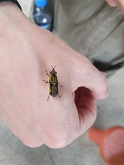 Hedriodiscus pulcher