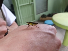 Hedriodiscus pulcher