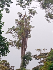 Ulmus mexicana