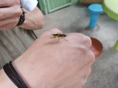 Hedriodiscus pulcher