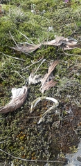 Anser brachyrhynchus