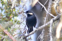 Diglossa mystacalis albilinea