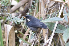 Diglossa mystacalis albilinea