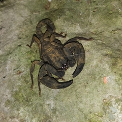 Scorpiops