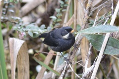 Diglossa mystacalis albilinea