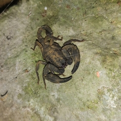 Scorpiops