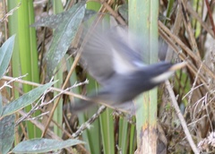 Diglossa mystacalis albilinea