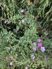 Geranium endressii
