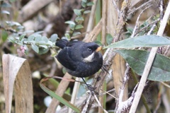 Diglossa mystacalis albilinea