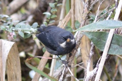 Diglossa mystacalis albilinea