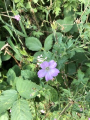 Geranium endressii