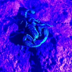 Scorpiops