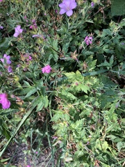 Geranium endressii