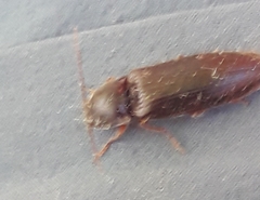 Hemicrepidius nemnonius