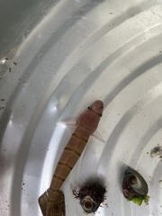 Pterogobius elapoides