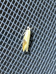 Pseudexentera costomaculana