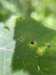 Caryomyia viscidolium