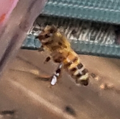 Apis mellifera