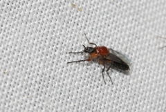 Dilophus occipitalis