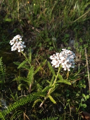 Achillea millefolium