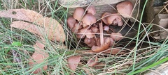Mycena clarkeana