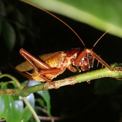 Capnogryllacris rufonotata