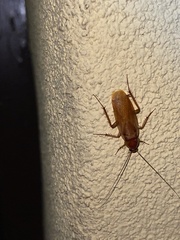 Parcoblatta notha