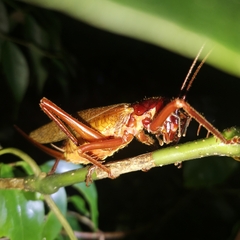 Capnogryllacris rufonotata