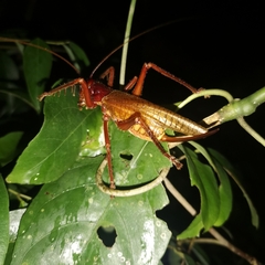 Capnogryllacris rufonotata