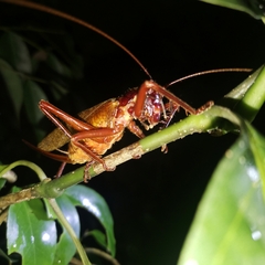 Capnogryllacris rufonotata