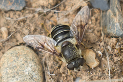 Eristalis obscura
