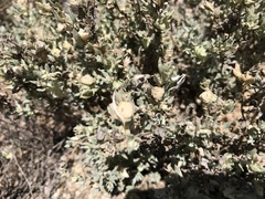 Atriplex lindleyi