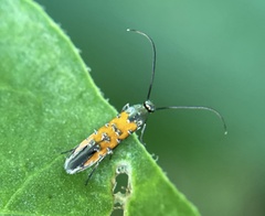Neoheliodines