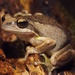 South Australian Tree Frog - Photo (c) Tom Hunt, some rights reserved (CC BY-NC), uploaded by Tom Hunt