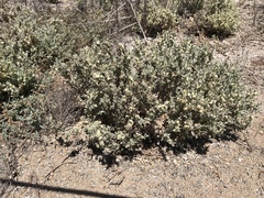 Atriplex lindleyi