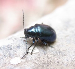 Altica ampelophaga